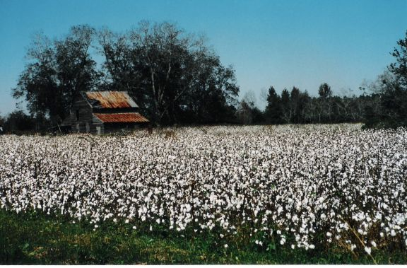 Bamberg County Cotton